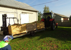 12 Traktor ze skrzyniami jabłek, które ustawią w chłodni